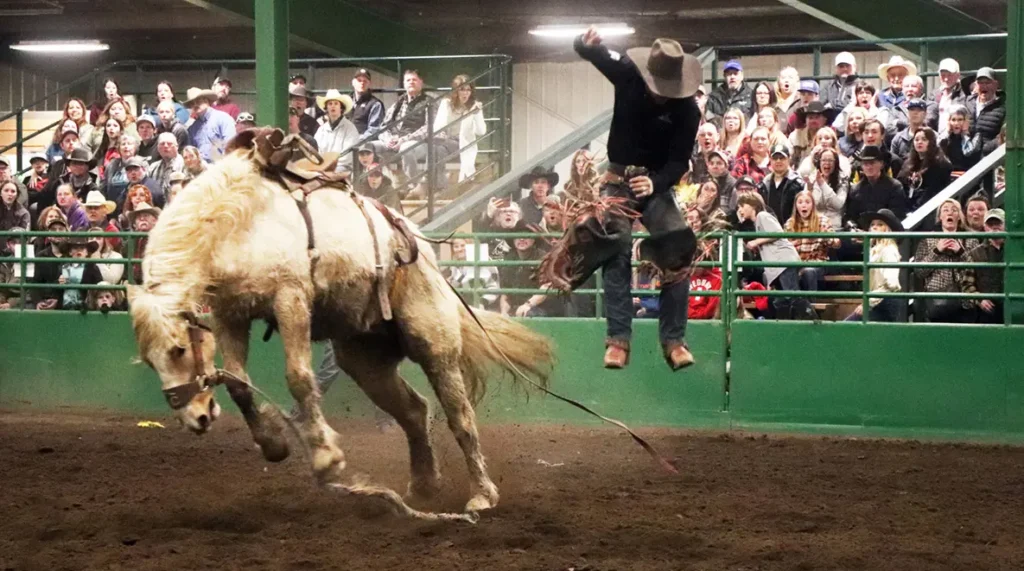 A cowboy flies through the air after being bucked off a horse while a crowd of spectators watches intently from the stands.