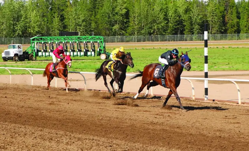 Three racehorses with jockeys run on a brown dirt track next to a white rail and a striped pole, with a green starting gate, a white truck, and trees in the background.