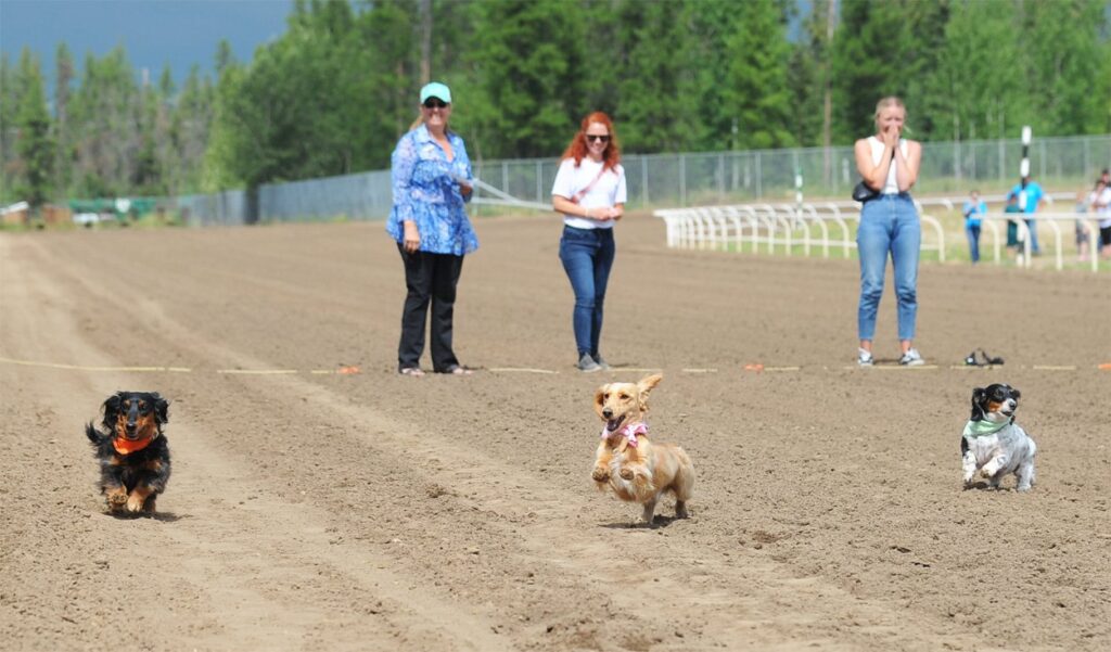 Wiener Dog Derby