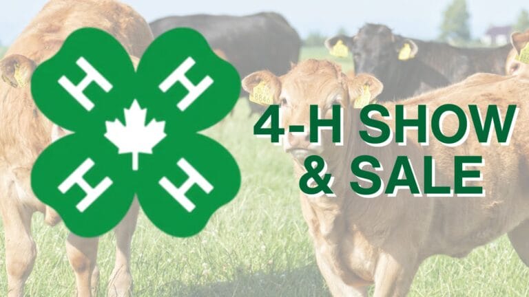 A green Four H clover logo featuring a white maple leaf and the words Four H Show and Sale are overlaid on a background image of cattle standing in a grassy field.
